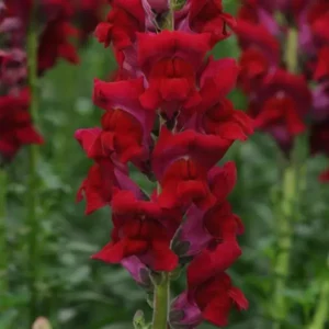 Snapdragon Cutflower Potomec Crimson 1k PanAm