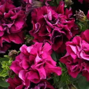 Petunia Double Duo Mix 1k PanAm