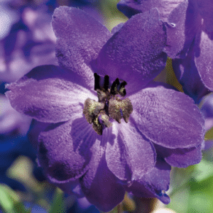 Delphinium Hybrida Benary's Pacific Series