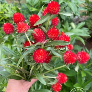 Gomphrena Haageana Strawberry 1k Tobias