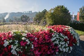Begonia x Benariensis BIG Series