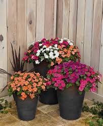 Impatiens Walleriana Lollipop Maxi Mix 1k Benary