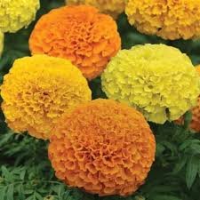 Marigold F1 Inca Series