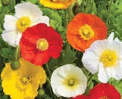 Papaver Nudicaule Garden Gnome Mix