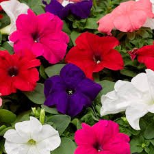Petunia GF Duvet (Extra Dwarf) Mix 1k Syngenta