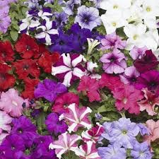 Petunia GF F1 Tritunia Series