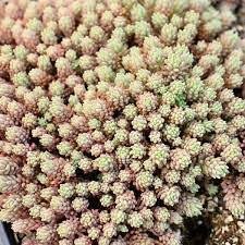 Sedum Slilver Frost 1K Syngenta - Image 2