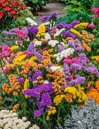 NM- Statice Pacific Mix 2k Bhagat Seeds