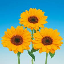 Sunflower F1 Vincent Choice 1k Sakata - Image 2