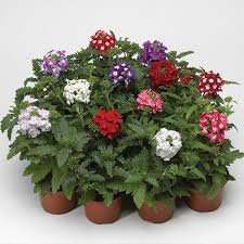 Verbena F1 Obsession Formula Mix 1k Syngenta - Image 3