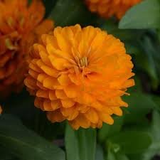 Zinnia F1 Zahara Double Series