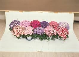 Cineraria Spp. Carnival Mix 2k Miyoshi