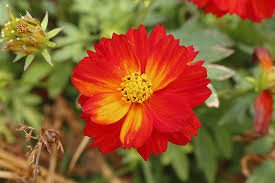 Cosmos Sulphureus Cosmic Red1k Benary