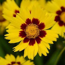 Coreopsis Sunkiss 1k PanAm