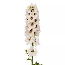 Delphinium Elatum Delphina Series - Image 5