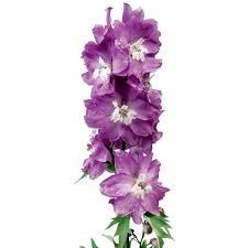 Delphinium Elatum Excalibur Lilac Rose White Bee 1k Syngenta