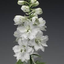 Delphinium Elatum Excalibur Pure White 1k Syngenta