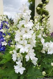Delphinium Elatum Excalibur Pure White 1k Syngenta - Image 3