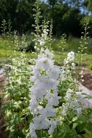 Delphinium Elatum Excalibur Pure White 1k Syngenta - Image 2