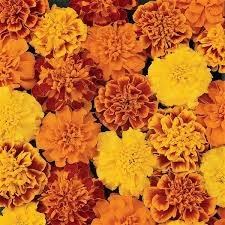 French Marigold 'Bonanza' Series