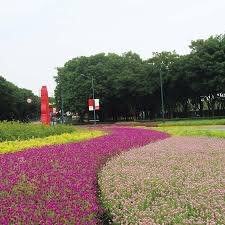 Gomphrena Mirror Ball Series