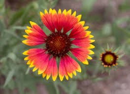 Gaillardia x Grandiflora Arizona Mix 1k Benary