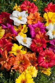 Portculaca Grandiflora Sun Daze mix 1k floranova