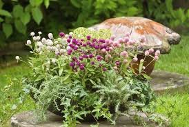 Gompherna Globosa Buddy Series