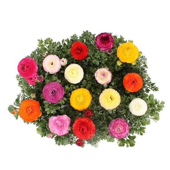 Ranunculus Sprinkles Original Mix 1k Schoneveld - Image 2