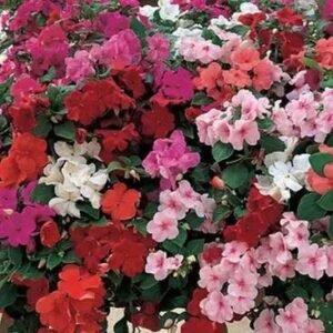 Impatiens F1 Accent Premium Mix 1k Syngenta