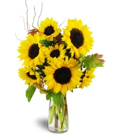 Sunflower Brasco 5H Tobias (Height-33cm)