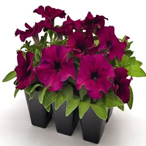 Petunia GF F1 Success 360 Series