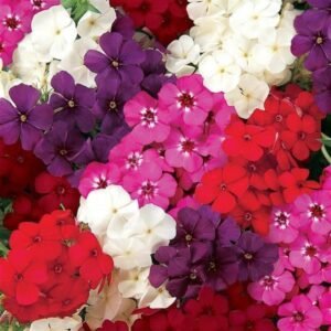 Phlox Ethnie Mix 1k PanAm