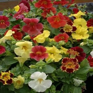 Mimulus F1 Maximus Formula Mix 1k Floranova