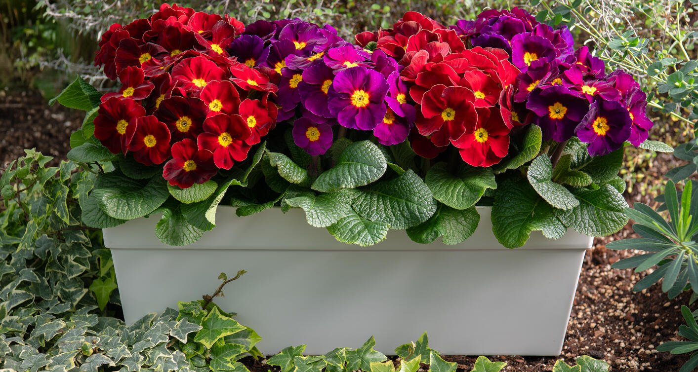 Primula Polyanthus F1 Perola Mix 1k Schoneveld - Image 2