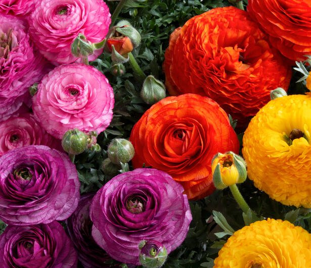 Ranunculus Sprinkles Original Mix 1k Schoneveld