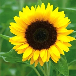 SunFlower Zosia 5H Tobias