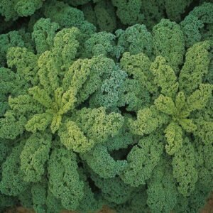 Kale F1 Darkibor (Curly) 1k Bejo