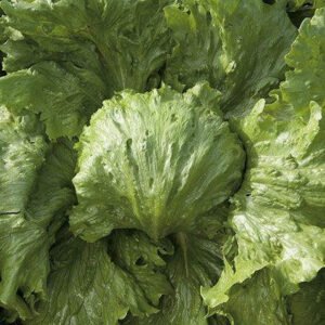 Lettuce Saula 1k Enza