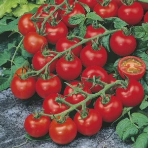 Tomato Suncherry (Red Round) Extra Sweet 100 Tokita