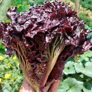 Lettuce Sativa Lollo Rossa 10g Tobias