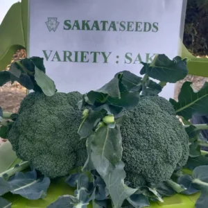 Broccoli F1 STAR 2k Sakata