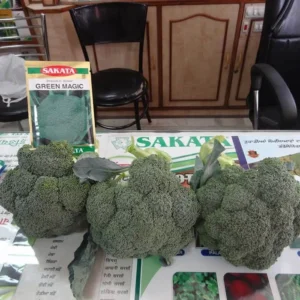 Broccoli F1 Green Magic 2k Sakata