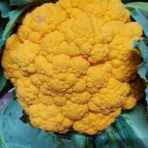 Cauliflower Carotena (Yellow) 200 Syngenta