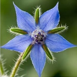 Borage 1k Tobias