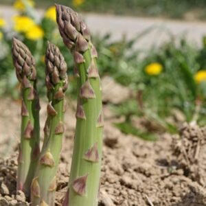 Asparagus Merry Washington 10g Tokita