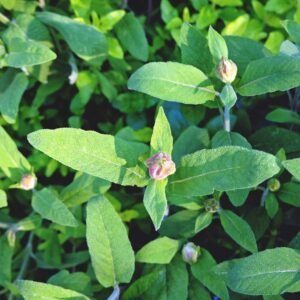 Sage Broad Leaved 1k Tobias