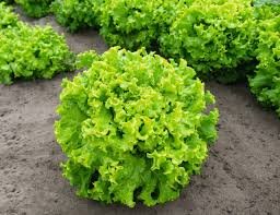 Lettuce Caipira 1k Enza