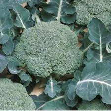 Broccoli Lucky 2k Bejo