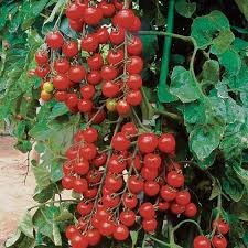 Tomato Suncherry (Red Round) Premium 100 Tokita